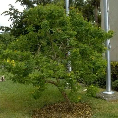 thumbnail for publication: Caesalpinia mexicana Mexican Caesalpinia